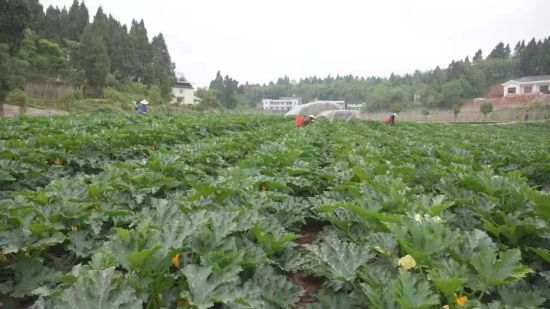 铜梁各类蔬菜扎堆上市。铜梁区委宣传部供图 铜梁各类蔬菜扎堆上市。铜梁区委宣传部供图