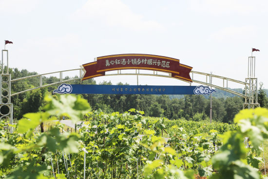 图为葡萄园。泡桐村国际生态农业旅游示范区供图 图为葡萄园。泡桐村国际生态农业旅游示范区供图