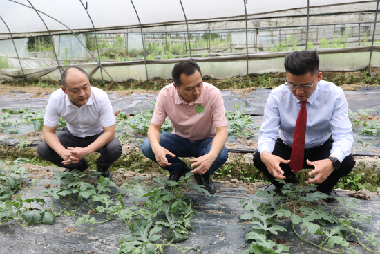 专家深入田间地头给出解决方案。重庆市人社局供图 专家深入田间地头给出解决方案。重庆市人社局供图