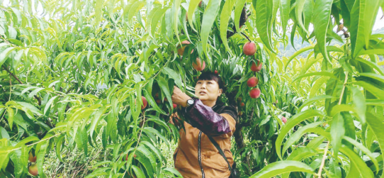 图为绿茶村千亩桃园桃子红了。重庆三峡融媒体中心供图