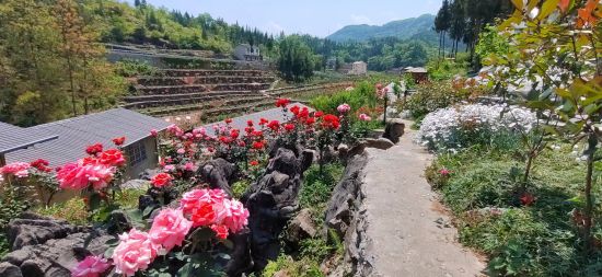 图为石上生花花正开。巫山县委宣传部供图 图为石上生花花正开。巫山县委宣传部供图