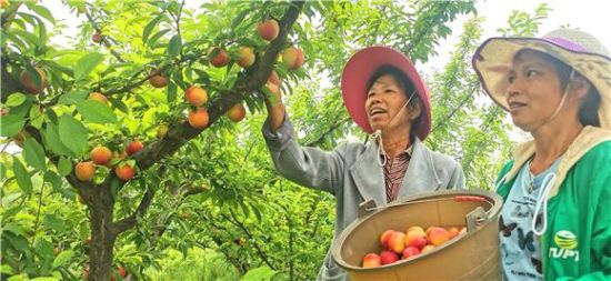 村民采摘李子。 赵武强 摄 村民采摘李子。 赵武强 摄