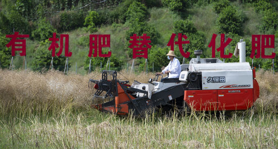 图为田间地头小春作物陆续收割,大春作物长势喜人。 冉孟军 摄 图为田间地头小春作物陆续收割,大春作物长势喜人。 冉孟军 摄