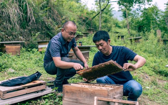 图为陈辉与蜂农一起检查蜂蜜生长情况。 朱云平 摄