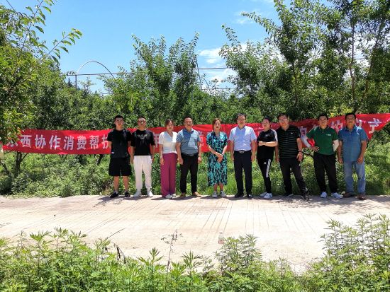 图为考察神鱼谷生态脆李园。 巫山县委宣传部供图 图为考察神鱼谷生态脆李园。 巫山县委宣传部供图