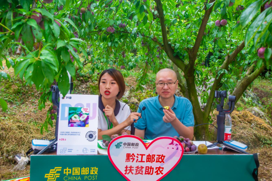 图为农工党黔江区支部委员会主委胡江直播带货,为黔江脆红李助销。 黔江区委统战部供图 图为农工党黔江区支部委员会主委胡江直播带货,为黔江脆红李助销。 黔江区委统战部供图