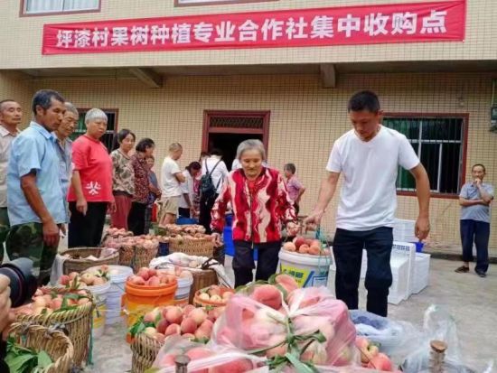 图为果树种植专业合作社集中收购点。 铜梁区委宣传部供图 图为果树种植专业合作社集中收购点。 铜梁区委宣传部供图