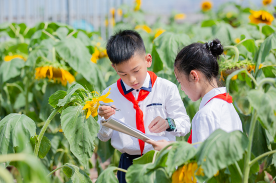 图为学生在向日葵花海中学习。 星湖学校供图 图为学生在向日葵花海中学习。 星湖学校供图