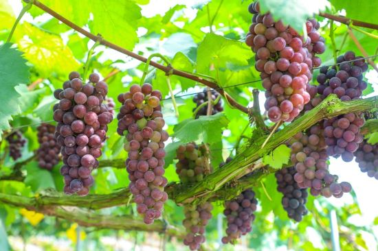 图为新鲜美味的葡萄成熟待摘。 璧山区委宣传部供图