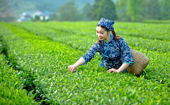 图为茶女采茶。秀山县农业农村委供图
