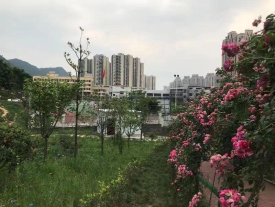 图为“边角地”一角。龙洲湾街道供图 图为“边角地”一角。龙洲湾街道供图