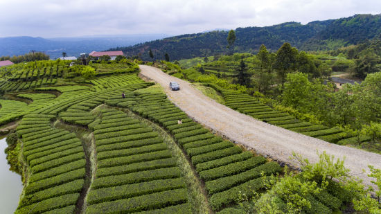 三合万亩生态茶园。曾清龙 摄 三合万亩生态茶园。曾清龙 摄