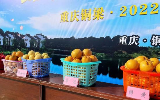图为展示给游客的各种梨。铜梁区委宣传部供图 图为展示给游客的各种梨。铜梁区委宣传部供图