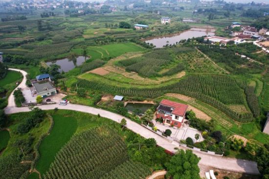 六月的石宝寺村，到处是绿油油的水稻、玉米。 永川区委组织部供图