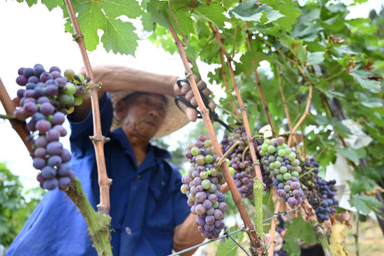图为果农正在采摘葡萄。陈超 摄