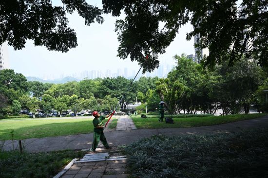 图为工人正在进行绿化养护。陈超 摄 图为工人正在进行绿化养护。陈超 摄