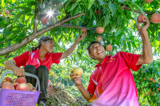 图为果园工人高兴地采摘成熟的桃子。 曹永龙 摄