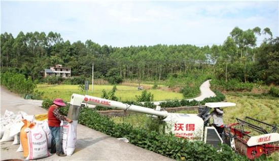 村民接稻谷。通讯员 陈仕川 摄 村民接稻谷。通讯员 陈仕川 摄
