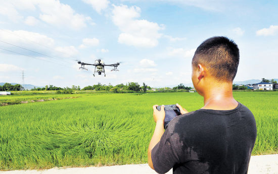 7月13日下午，梁平区星桥镇两路村，梁平10万亩级高标准农田示范区，飞手操作无人机对水稻进行防虫作业。特约摄影 刘辉/视觉重庆