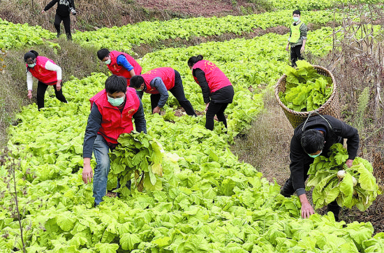 帮菜农卖出10万斤蔬菜的渝北农村致富带头人覃昌辉(前排左一)。