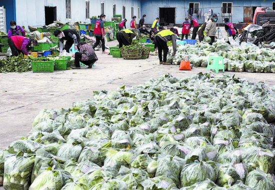 菜农们送来的蔬菜被全部分装打包成“爱心蔬菜包”，等候分批运往中心城区的居民小区。