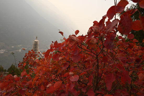 图为巫山红叶。张旭 图为巫山红叶。张旭