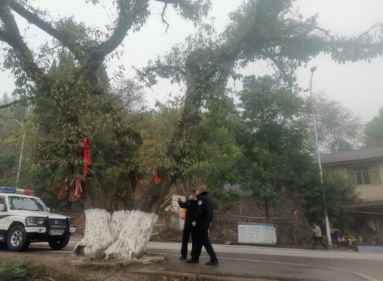 民警对全区古树名木进行逐一排查。 刘大华 摄 民警对全区古树名木进行逐一排查。 刘大华 摄