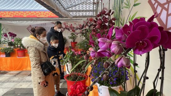 图为游客在重庆园博园观赏年宵花。肖江川 摄 图为游客在重庆园博园观赏年宵花。肖江川 摄