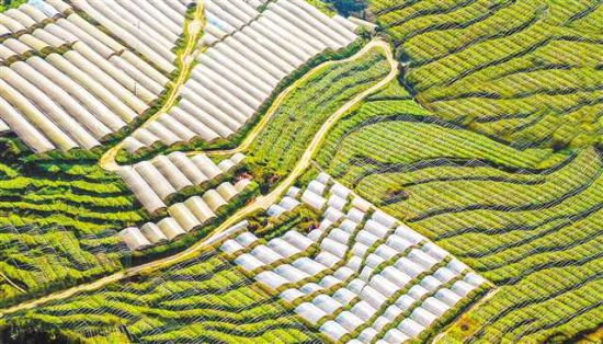图为2月19日,万盛经开区黑山镇南门村大棚猕猴桃基地。 曹永龙 摄 图为2月19日,万盛经开区黑山镇南门村大棚猕猴桃基地。 曹永龙 摄