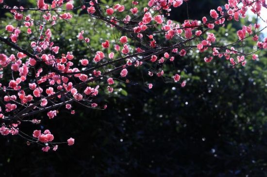 乘着公交去赏花(资料图)。受访者供图 乘着公交去赏花(资料图)。受访者供图