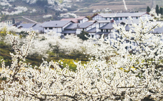 资料图为印盒李花。 统景镇供图 资料图为印盒李花。 统景镇供图