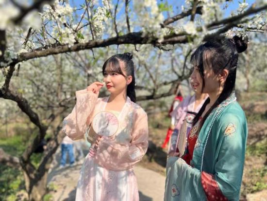 游客身着汉服赏花。 李慧敏 摄 游客身着汉服赏花。 李慧敏 摄