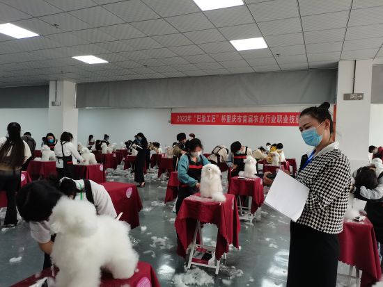 图为宠物美容赛项比赛现场。主办方供图 图为宠物美容赛项比赛现场。主办方供图