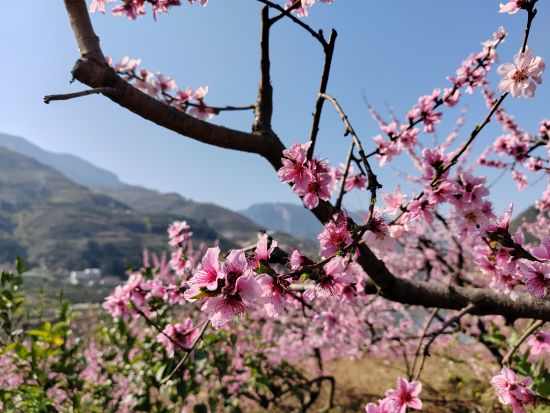 图为三月里的奉节县鹤峰乡。 彭国威 摄 图为三月里的奉节县鹤峰乡。 彭国威 摄
