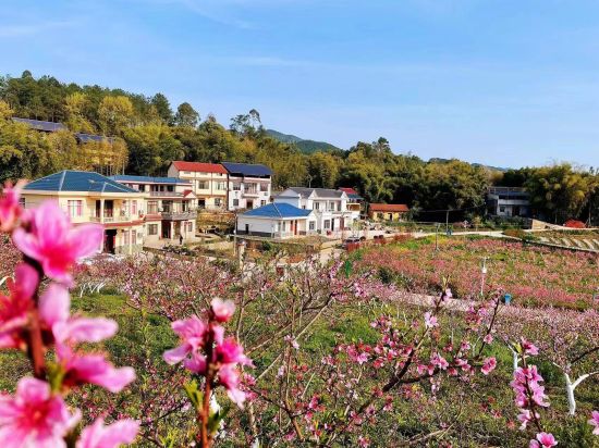 围龙镇龙湖村桃花盛开。 铜梁区委宣传部供图 围龙镇龙湖村桃花盛开。 铜梁区委宣传部供图