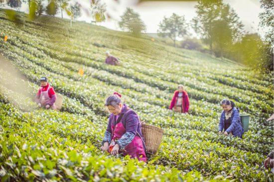 采茶能手采茶。 永川区委宣传部供图 采茶能手采茶。 永川区委宣传部供图