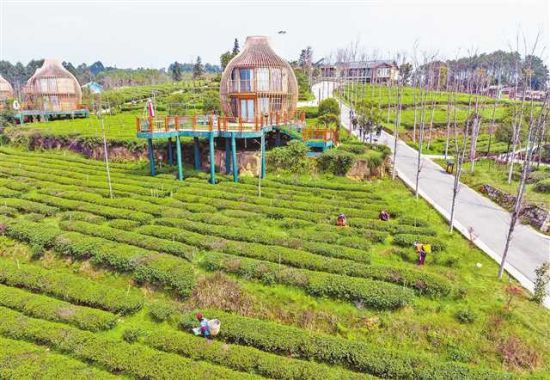 图为3月14日,永川区何埂镇石笋山景区,茶园风光如画,是市民休闲玩耍的好去处。 郑宇 摄 图为3月14日,永川区何埂镇石笋山景区,茶园风光如画,是市民休闲玩耍的好去处。 郑宇 摄