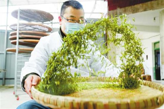 图为三月二十七日,北碚区天府镇文星村制茶车间,工作人员在制作明前茶。 秦廷富 摄 图为三月二十七日,北碚区天府镇文星村制茶车间,工作人员在制作明前茶。 秦廷富 摄
