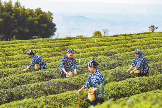 图为三月十四日,永川区何埂镇石笋山景区,采茶姑娘是游客拍照的焦点。 郑宇 摄 图为三月十四日,永川区何埂镇石笋山景区,采茶姑娘是游客拍照的焦点。 郑宇 摄