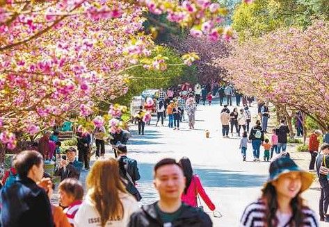 图为樱花盛开。胡波 摄/视觉重庆 图为樱花盛开。胡波 摄/视觉重庆