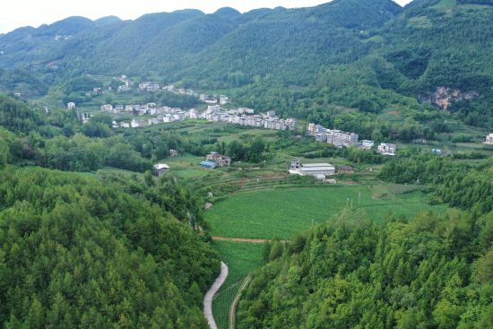 图为烤烟。 重庆市慈善总会供图 图为烤烟。 重庆市慈善总会供图