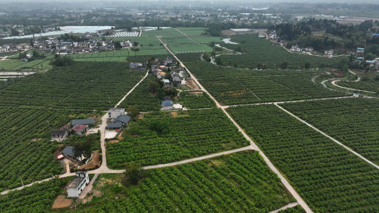 图为重庆潼南的柠檬种植基地。 陈超 摄 图为重庆潼南的柠檬种植基地。 陈超 摄