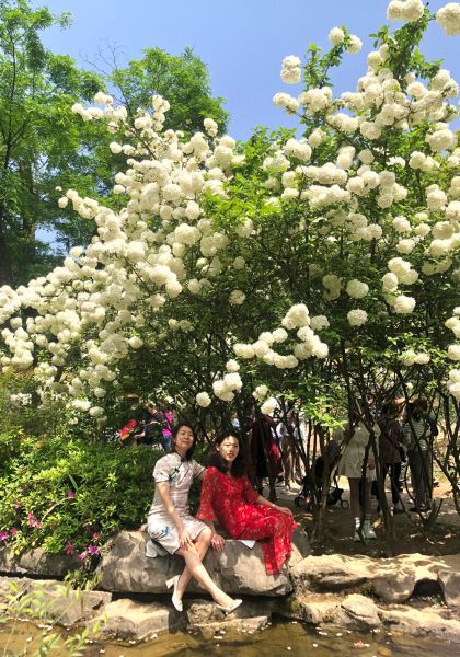 图为4月11日,游客在铁山坪森林公园的花田觅香景区合照打卡。 秋狸 摄 图为4月11日,游客在铁山坪森林公园的花田觅香景区合照打卡。 秋狸 摄