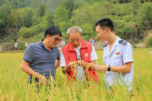 图为苗妹香香组建的科技服务专家团队为农谷解决技术难题。受访者 供图 图为苗妹香香组建的科技服务专家团队为农谷解决技术难题。受访者 供图