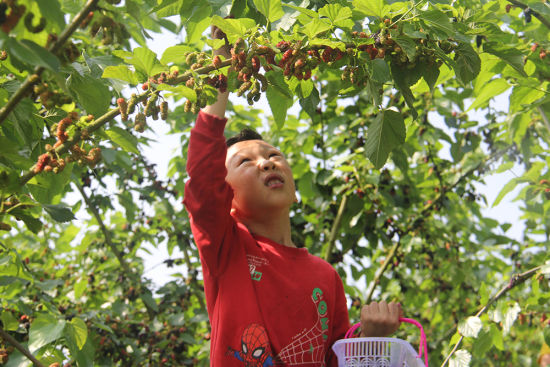 4月23日,游客在江津区贾嗣镇五福村采摘桑葚。蔡昌怀 摄 4月23日,游客在江津区贾嗣镇五福村采摘桑葚。蔡昌怀 摄
