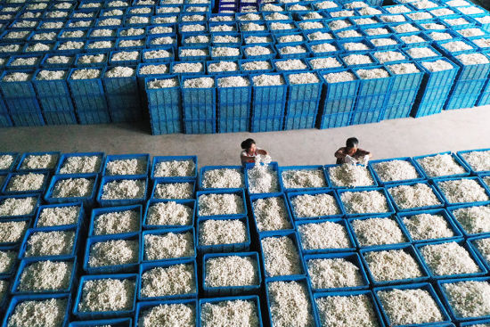 黔江双河丝绸厂工人将从农家手中收购的春蚕茧入库。(资料图片) 杨敏 摄 黔江双河丝绸厂工人将从农家手中收购的春蚕茧入库。(资料图片) 杨敏 摄