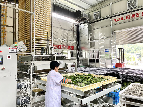 重庆祥飞智能养蚕工厂,工作人员在给蚕宝宝添加桑叶。(受访者供图) 重庆祥飞智能养蚕工厂,工作人员在给蚕宝宝添加桑叶。(受访者供图)