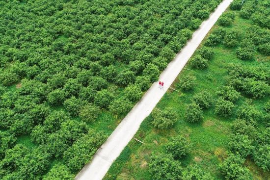 图为国网铜梁供电公司员工在柠檬基地巡视供电线路。颜玲莉 摄 图为国网铜梁供电公司员工在柠檬基地巡视供电线路。颜玲莉 摄
