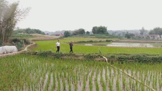 图为铜梁区虎峰镇村民田坎间忙着抽水灌田。铜梁区委宣传部 供图 图为铜梁区虎峰镇村民田坎间忙着抽水灌田。铜梁区委宣传部 供图