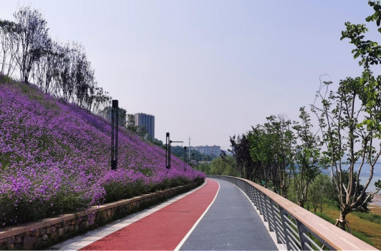 图为活力道柳叶马鞭草花海。重庆市市政设计研究院有限公司 供图 图为活力道柳叶马鞭草花海。重庆市市政设计研究院有限公司 供图